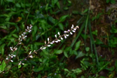 Hylodesmum podocarpum oxyphyllum
