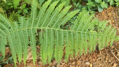 Christella parasitica