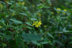 Corchoropsis crenata