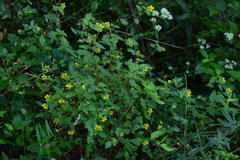 Corchoropsis crenata