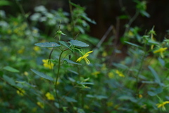 Corchoropsis crenata