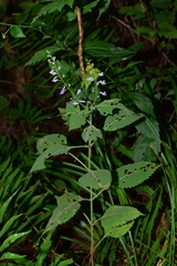Isodon amethystoides