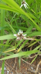 Rhynchospora nervosa