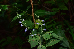Isodon amethystoides