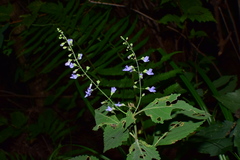 Isodon amethystoides