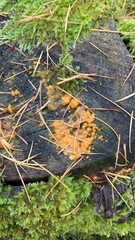 Dacrymyces stillatus