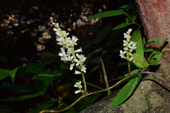 Cuscuta japonica