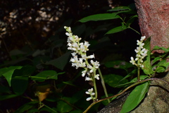 Cuscuta japonica
