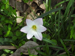 Zephyranthes robusta