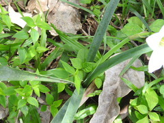 Zephyranthes robusta