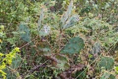 Opuntia stricta