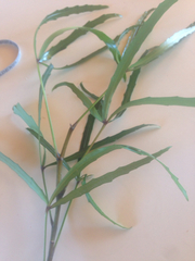 Pseudopanax crassifolius × lessonii