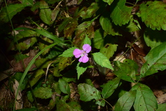 Impatiens chekiangensis