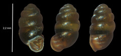 Vertigo pygmaea