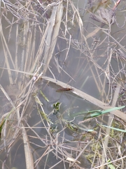 Limnoporus rufoscutellatus