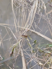 Limnoporus rufoscutellatus
