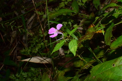 Impatiens chekiangensis