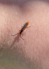 Stenoderus suturalis