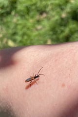 Stenoderus suturalis