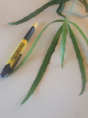 Pseudopanax crassifolius × lessonii