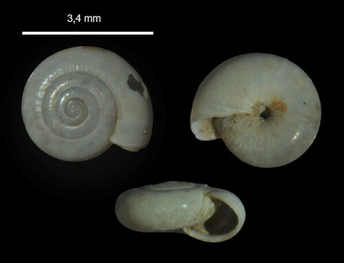 Crystal Snail