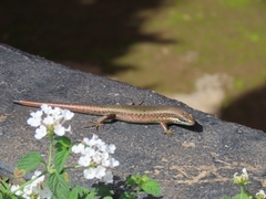 Trachylepis maculilabris