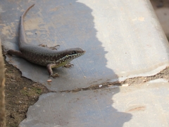 Trachylepis maculilabris