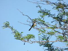 Myiarchus swainsoni
