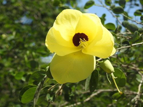 Bauhinia tomentosa
