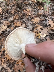 Leucopaxillus