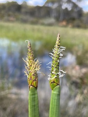 Eleocharis sphacelata