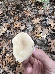 Leucopaxillus