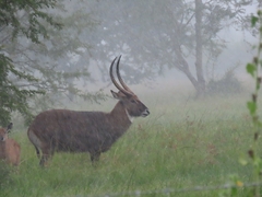 Kobus ellipsiprymnus defassa