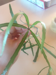 Pseudopanax crassifolius × lessonii