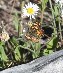 Phyciodes pulchella