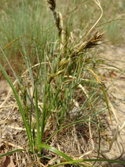 Carex arenaria