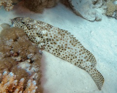 Greasy Grouper photo 2