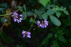 Campylotropis macrocarpa