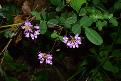 Campylotropis macrocarpa