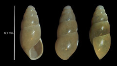 Cochlicopa lubrica