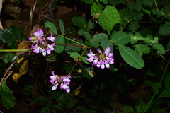 Campylotropis macrocarpa