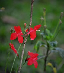 Ruellia elegans