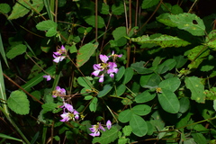 Campylotropis macrocarpa