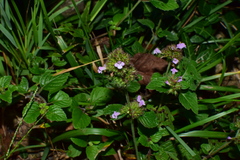 Clinopodium chinense