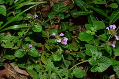 Clinopodium chinense