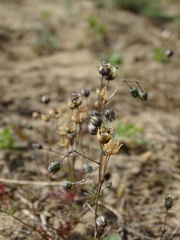 Spergula morisonii
