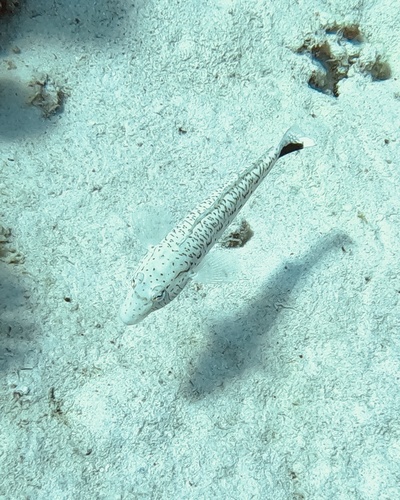 Blacktail grubfish (Parapercis hexophtalma) — Pinguipedidae