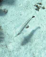 Parapercis hexophtalma