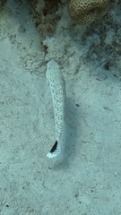 Parapercis hexophtalma