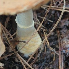 Amanita